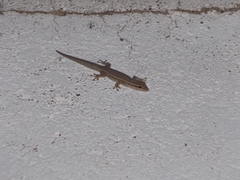 Lygodactylus capensis