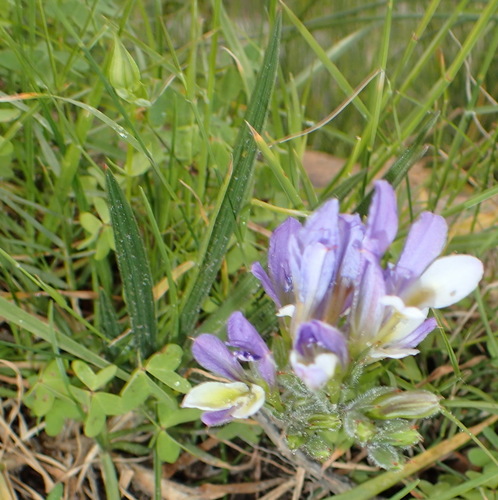 Image of Babiana mucronata by (c) Nicola van Berkel, some rights reserved (CC BY-SA)