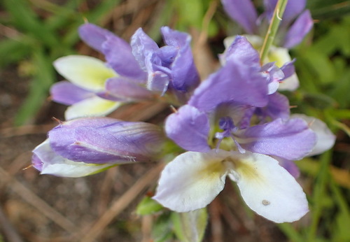Image of Babiana mucronata by (c) Nicola van Berkel, some rights reserved (CC BY-SA)