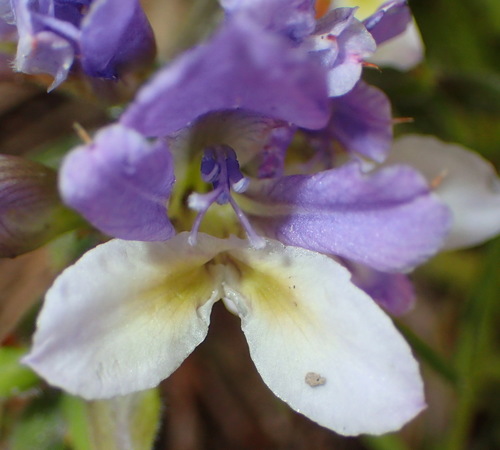 Babiana mucronata