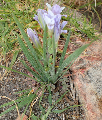 Image of Babiana mucronata by (c) Nicola van Berkel, some rights reserved (CC BY-SA)