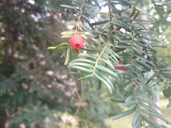 Taxus baccata