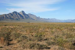 Leucadendron stellare