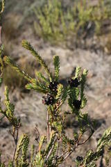 Leucadendron stellare