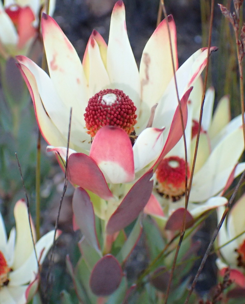 Ivory Conebush