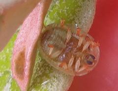 Cassida granulicollis