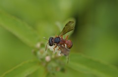 Cerceris blakei