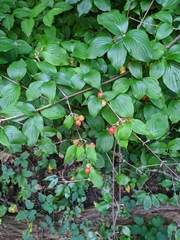 Cornus