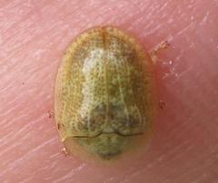 Cassida granulicollis