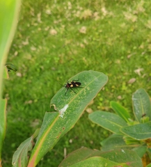 Oncopeltus orourkeae