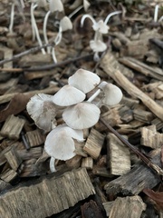 Mycena galericulata