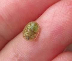 Cassida granulicollis