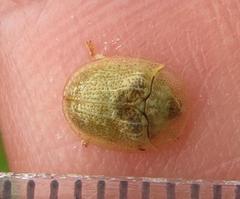 Cassida granulicollis