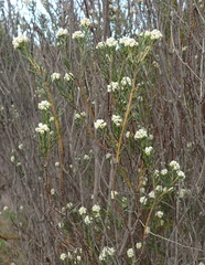 Phylica rigidifolia
