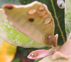Cassida granulicollis