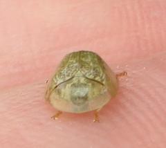 Cassida granulicollis