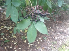 Sambucus nigra