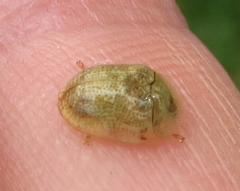 Cassida granulicollis