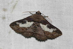 Pericyma mendax