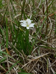Ornithogalum gracillimum