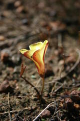 Oxalis flava flava