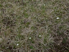 Ornithogalum gracillimum