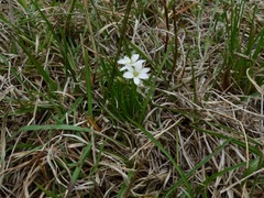 Ornithogalum gracillimum