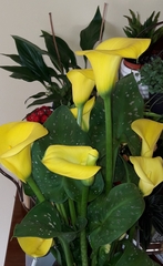Zantedeschia elliottiana
