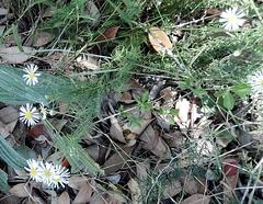 Felicia hyssopifolia