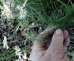 Felicia hyssopifolia