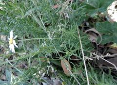 Felicia hyssopifolia