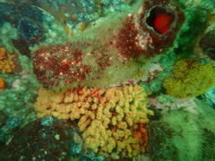 Pyura stolonifera