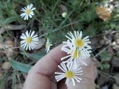 Felicia hyssopifolia