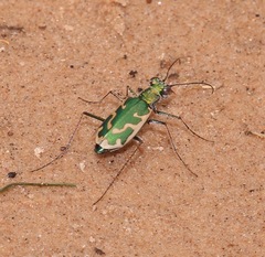 Ellipsoptera marutha