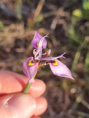 Moraea algoensis