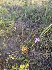 Moraea algoensis
