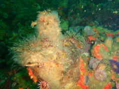 Pyura stolonifera