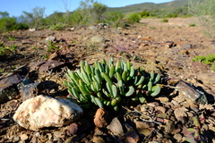 Brianhuntleya intrusa