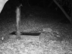 Genetta tigrina tigrina