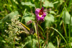 Proboscidea louisianica