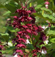 Leycesteria formosa