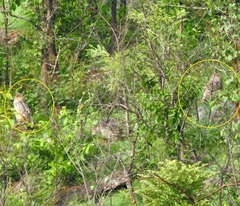 Bubo bengalensis