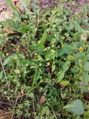 Galinsoga parviflora