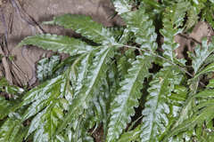 Bolbitis portoricensis