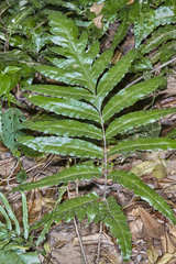 Bolbitis portoricensis