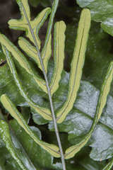 Bolbitis portoricensis