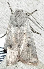 Agrotis vetusta