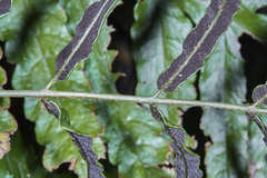 Bolbitis portoricensis