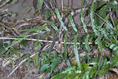 Bolbitis portoricensis