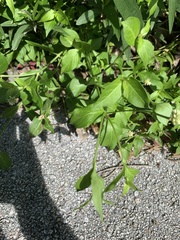 Alternanthera flavescens